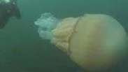 Mergulhadores encontram água-viva gigante no mar do Reino Unido