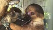 Zoológico nos EUA celebra seu primeiro filhote de preguiça