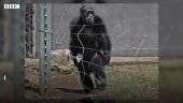 Os chimpanzés que caminham como humanos após anos de maus-tratos