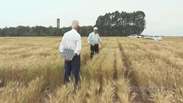Embrapa avalia amostras de trigo produzidas em parceria com a fazenda escola