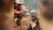 Bombeiros dão água para coala resgatado de incêndios na Austrália