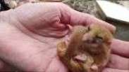 O pequeno roedor que pode ser chave para viagens interestelares