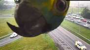 Papagaio aparece em câmera de monitoramento de rodovia