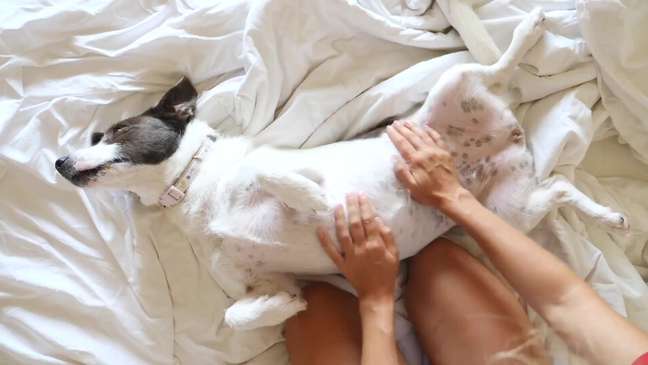 5 alimentos que seu pet não pode comer de jeito nenhum