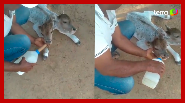 Bezerra nasce com duas cabeças em fazenda no interior da Bahia