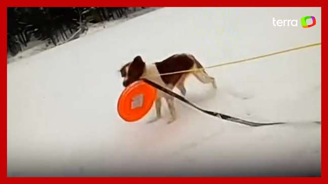 Cachorra ajuda a resgatar dono que caiu em lago parcialmente congelado nos EUA