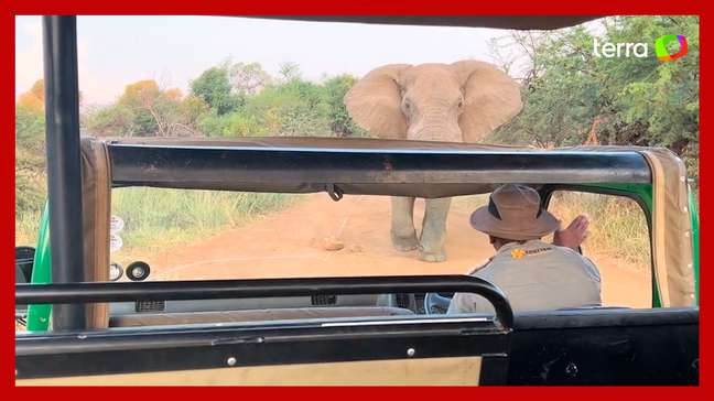 Elefante é gravado atacando veículo durante safári na África do Sul