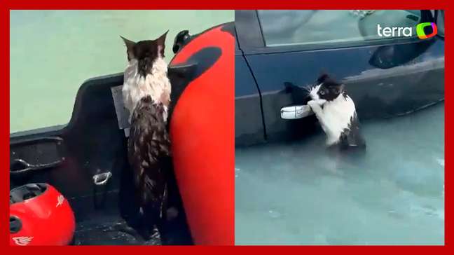 Gato é resgatado após ficar agarrado a porta de carro durante enchente em Dubai