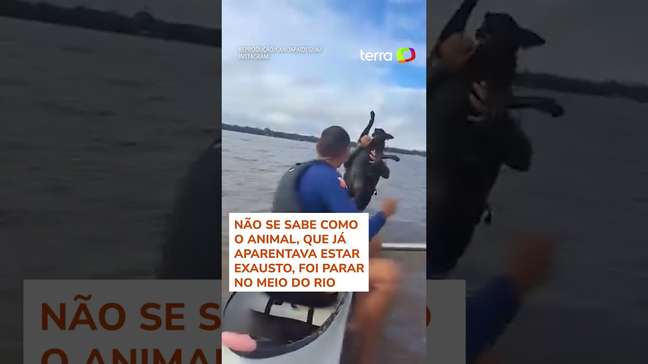 Cachorro é resgatado do meio de rio por canoístas em Belém (PA) #shorts