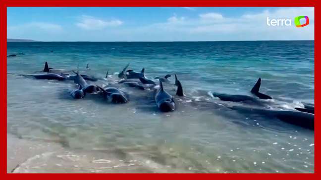 Mais de 100 baleias ficam encalhadas em praia na Austrália