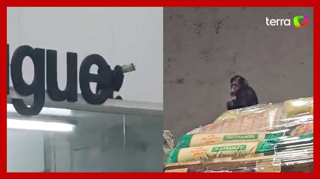 Macaco é capturado após beber cerveja e comer alimentos de supermercado em SC