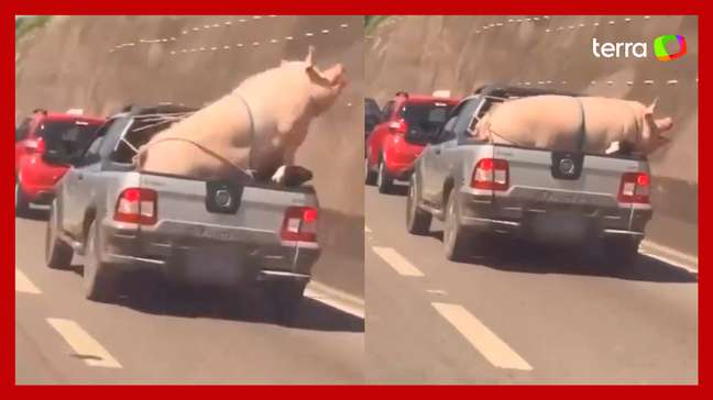 Vídeo flagra porco e cabrito sendo transportados na traseira de caminhonete em SP