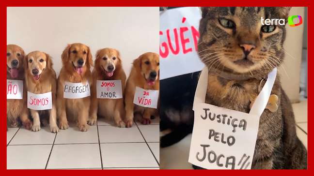 Tutora usa goldens para protestar nas redes e pede justiça pelo cão Joca