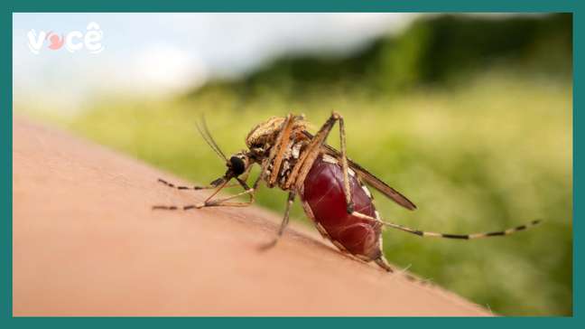 Dengue vai diminuir no outono?