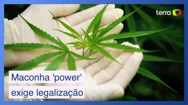 Maconha 'power' de hoje em dia exige legalização, diz estudo