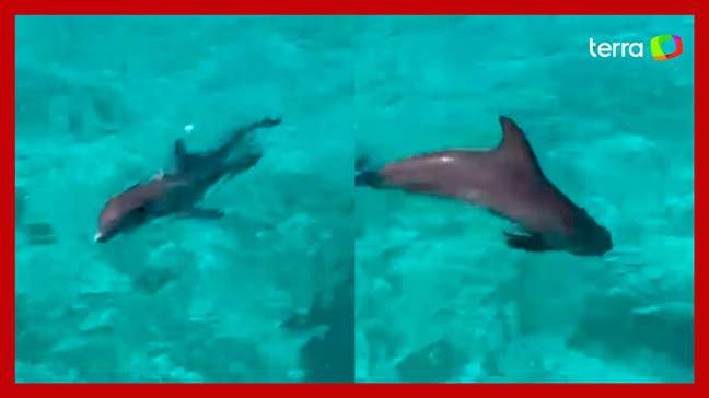 Golfinhos são encontrados abandonados em resort de luxo nas Bahamas; veja vídeo