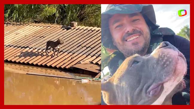 Cão pitbull é resgatado após ficar seis dias ilhado em telhado no Rio Grande do Sul