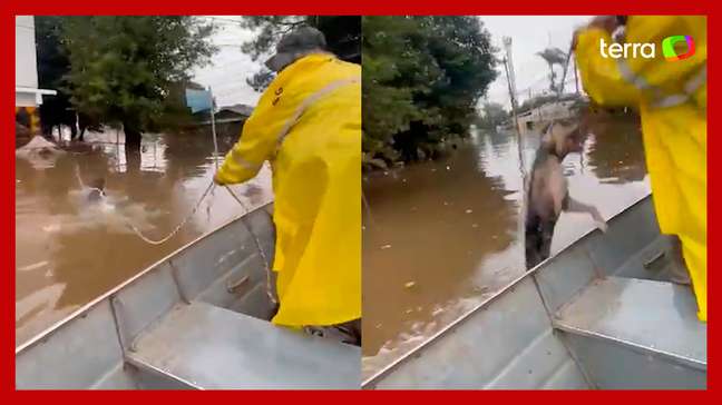 Cachorro é salvo em enchente após ser 'laçado' pela Brigada Militar no RS