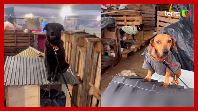 Vídeo mostra cães que permanecem no telhado de casinhas mesmo após resgate no RS