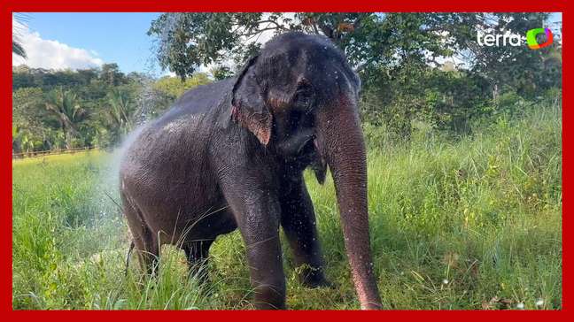 Elefanta de 52 anos morre por eutanásia no MT após deitar e não conseguir levantar