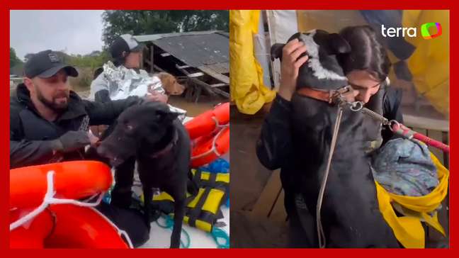 Voluntária mostra resgate de animais no RS e relata sofrimento: 'Comeu plástico'