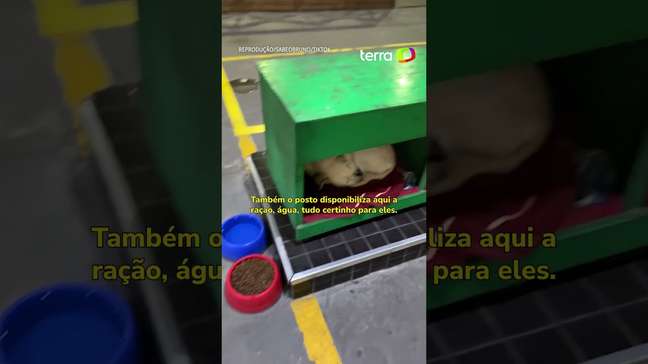Posto de combustíveis adota e cria abrigo para cachorros de rua em Santa Catarina #shorts