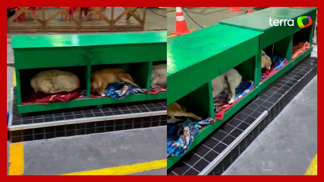 Posto de combustíveis adota e cria abrigo para cachorros de rua em Santa Catarina