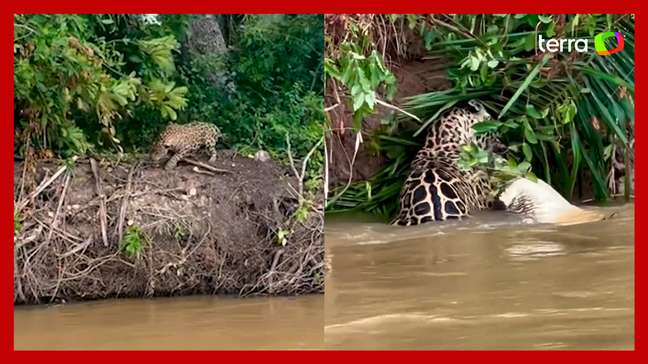 Onça ataca jacaré em rio no Pantanal de MT