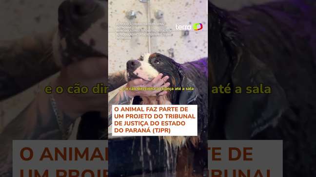Cachorro é adotado por tribunal e se torna o primeiro a atuar no judiciário do Brasil #shorts