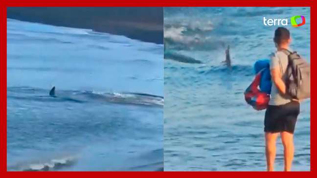 Tubarão de dois metros é visto em praia na Espanha e causa pânico em banhistas