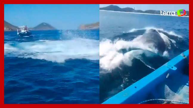 Baleia se ‘enrosca’ em cabo de âncora e assusta pescadores no Rio de Janeiro