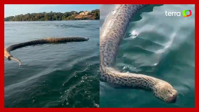 Cobra gigante morta é flagrada por homem durante passeio de barco em lago no Tocantins