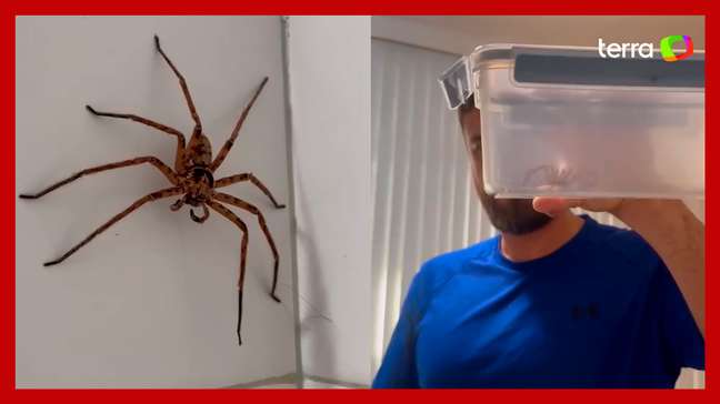 Casal de brasileiros encontra aranha ‘gigante’ em banheiro na Austrália: ‘Batismo aconteceu’