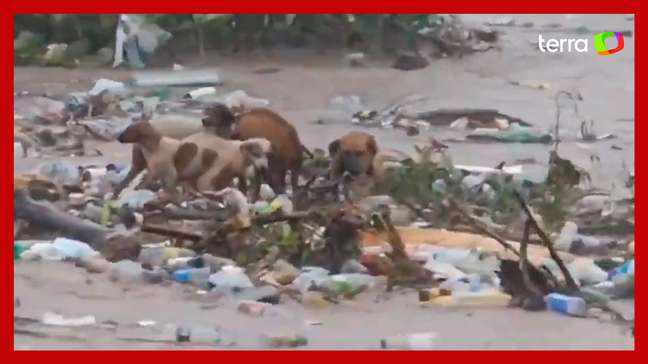 Cachorros são arrastados por correnteza durante passagem de furacão na Jamaica