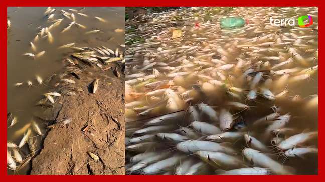Milhares de peixes mortos surgem no Rio Piracicaba; veja vídeo