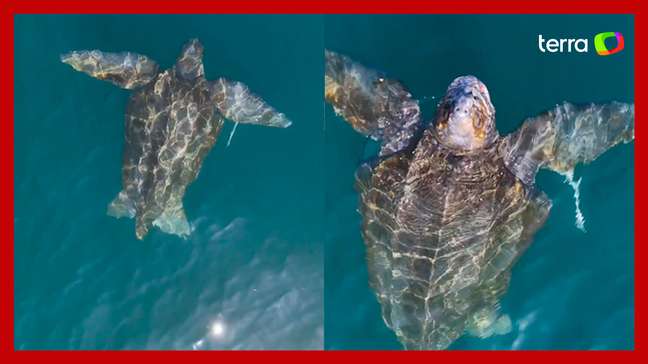 Fotografo flagra ‘maior tartaruga do mundo’ no mar em São Paulo