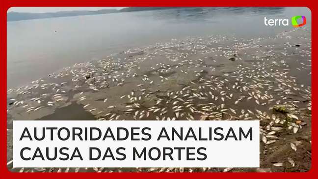 Centenas de peixes aparecem mortos em represa de SP