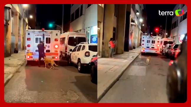 Cão emociona ao correr atrás de ambulância que transportava seu tutor na Colômbia