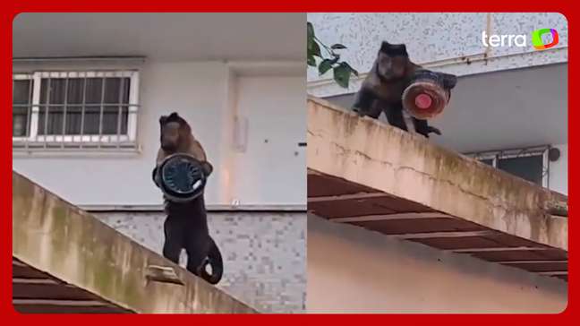 Macaco-prego é flagrado ‘furtando’ bolo de apartamento no RJ