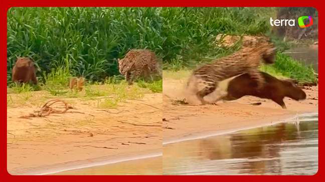 Whindersson Nunes flagra ataque de onça-pintada a capivara durante visita ao Pantanal