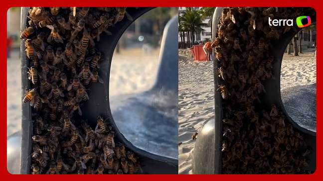 Homem flagra abelhas 'alojadas’ em cadeira de praia no litoral de SP