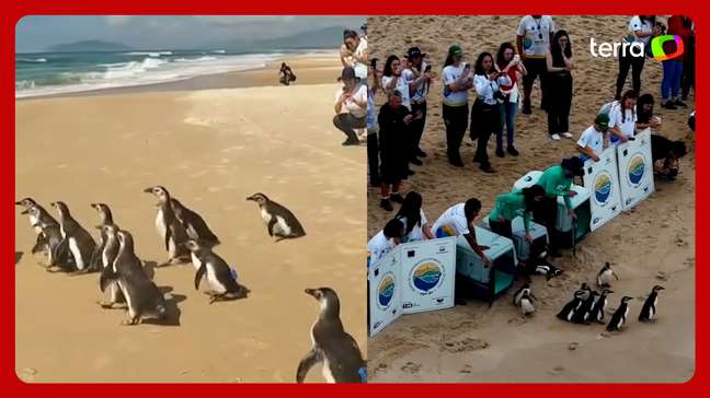 Mais de 70 pinguins reabilitados foram soltos no mar de Florianópolis em 2024