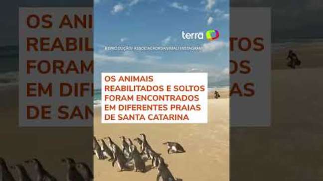 Mais de 70 pinguins reabilitados foram soltos no mar de Florianópolis em 2024 #shorts