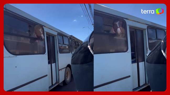 Motociclista flagra cavalos sendo transportados dentro de ônibus no Rio Grande do Sul