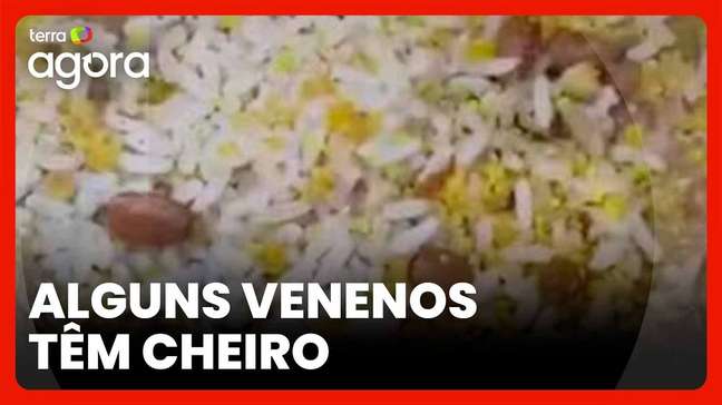 Envenenamento no PI: médico explica como identificar alimentos com veneno