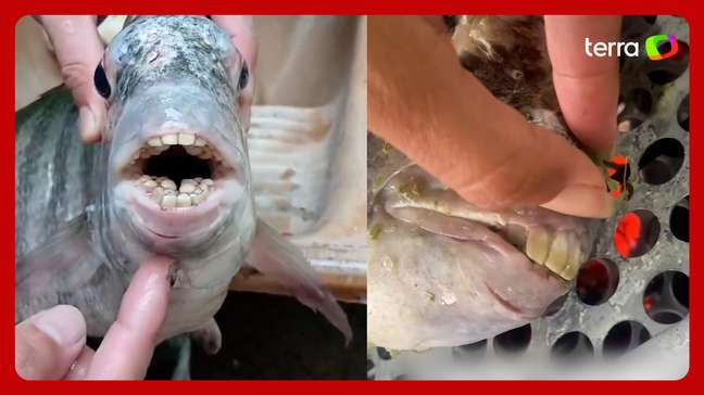 Peixe com dente similar ao humano viraliza após ser pescado no ES