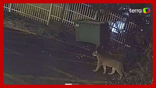 Onça-parda é flagrada ‘passeando’ pelo centro de Gramado (RS)