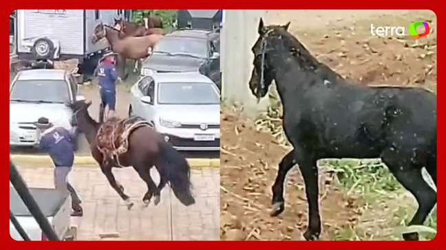 Vídeo mostra correria e desespero durante ataque de abelhas em cavalgada no RS