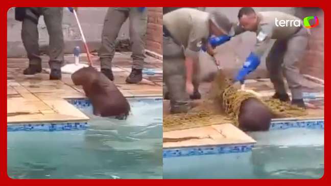 Capivara é resgatada após ser flagrada tomando banho em piscina no RJ
