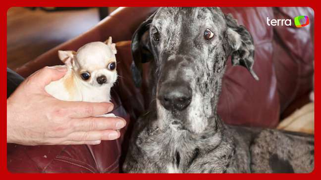 Cães mais alto e mais baixo do mundo se encontram e interação entre eles surpreende